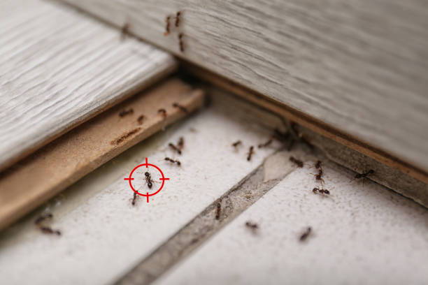 Best Local Pest Control Services  in Hugoton, KS