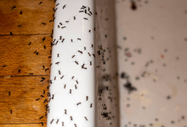 Best Pest Prevention Services  in Hugoton, KS