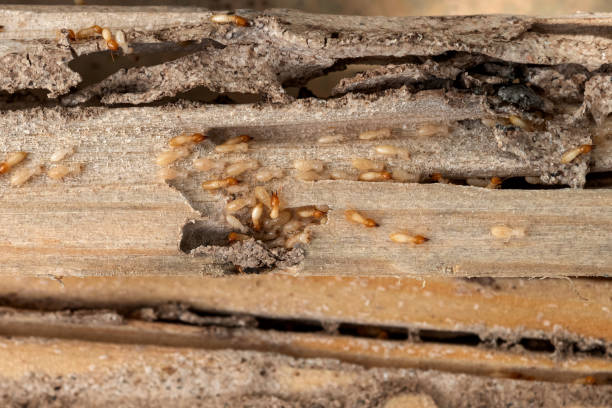 Best Pest Control Cost  in Hugoton, KS