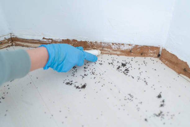 Best Wasp Removal Services  in Hugoton, KS